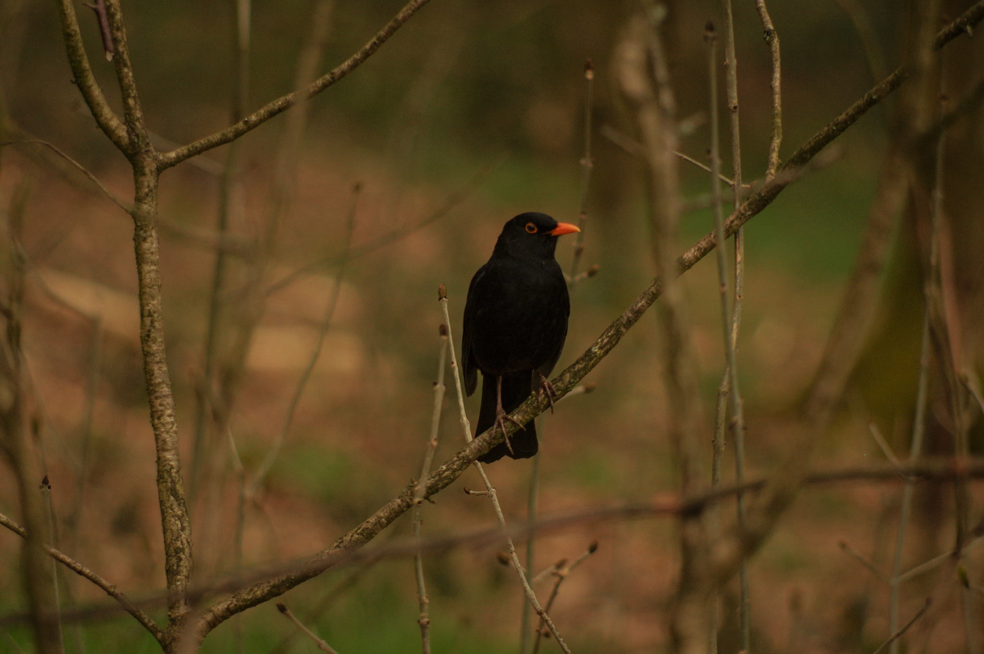 Blackbird