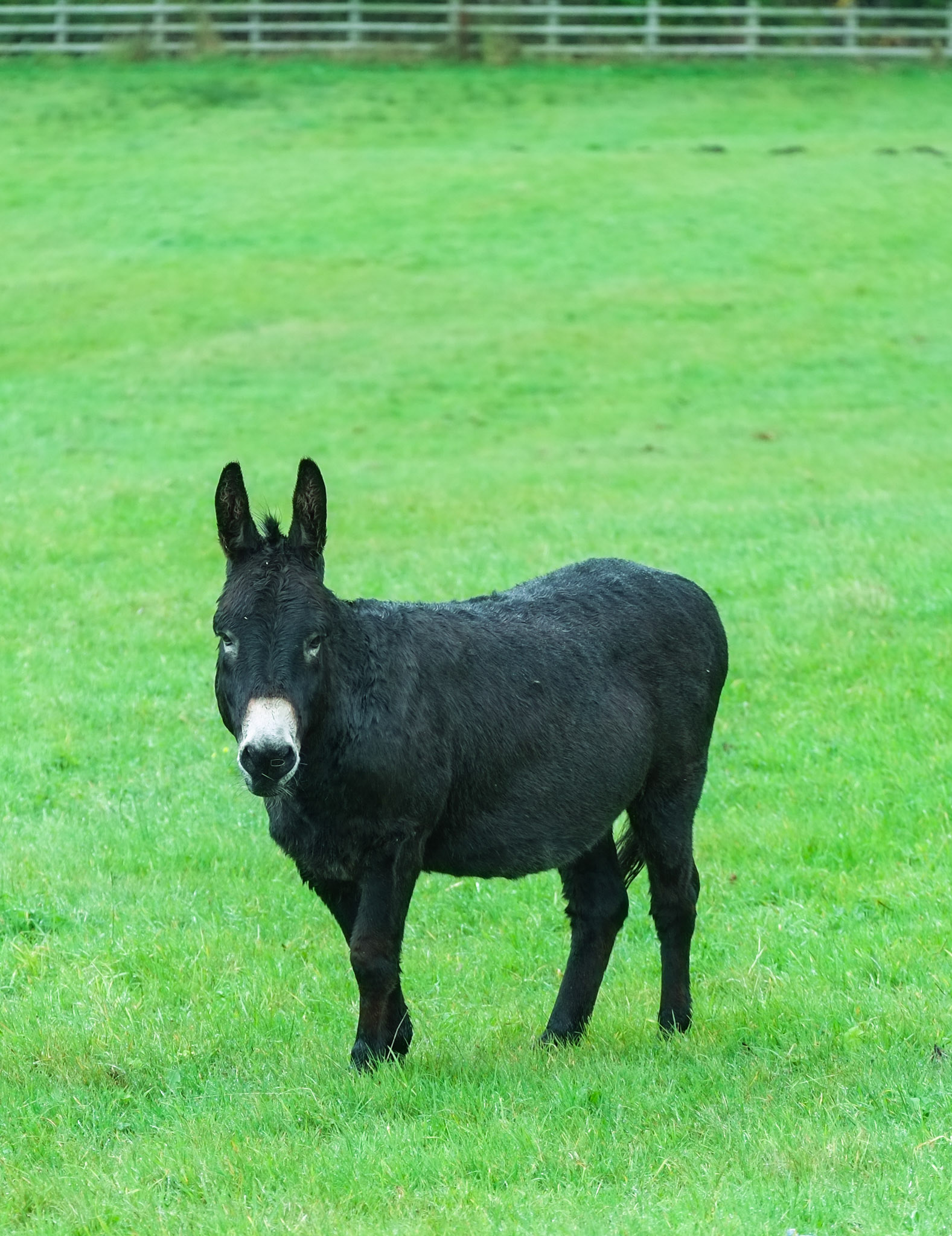 Donkey