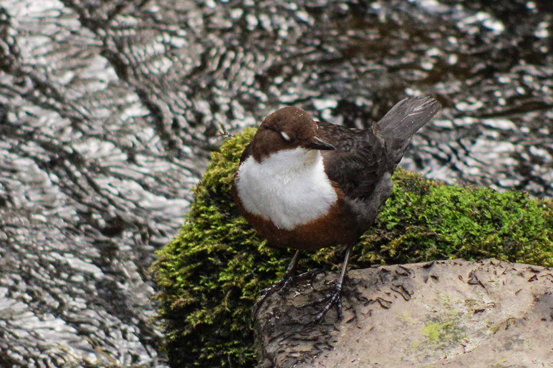 Dipper