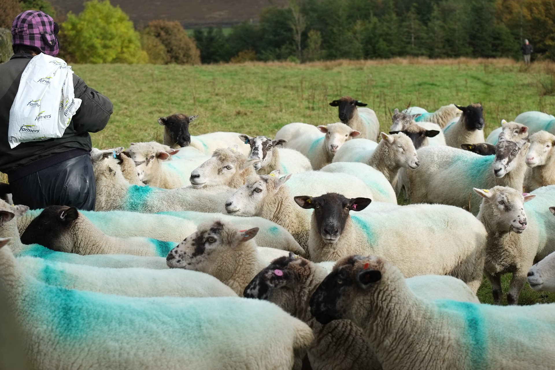 Shepherdess and flock