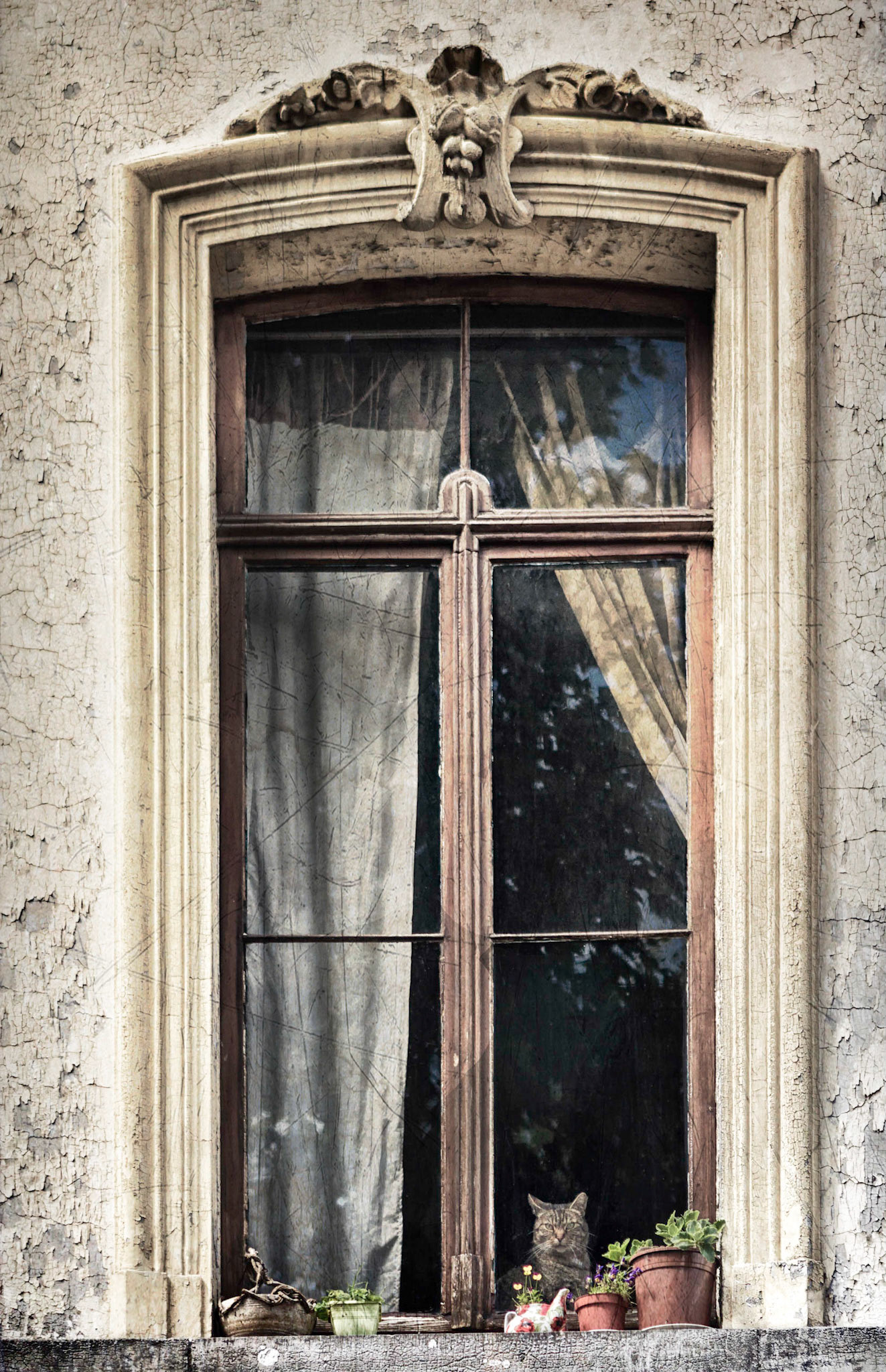 CAT IN THE WINDOW