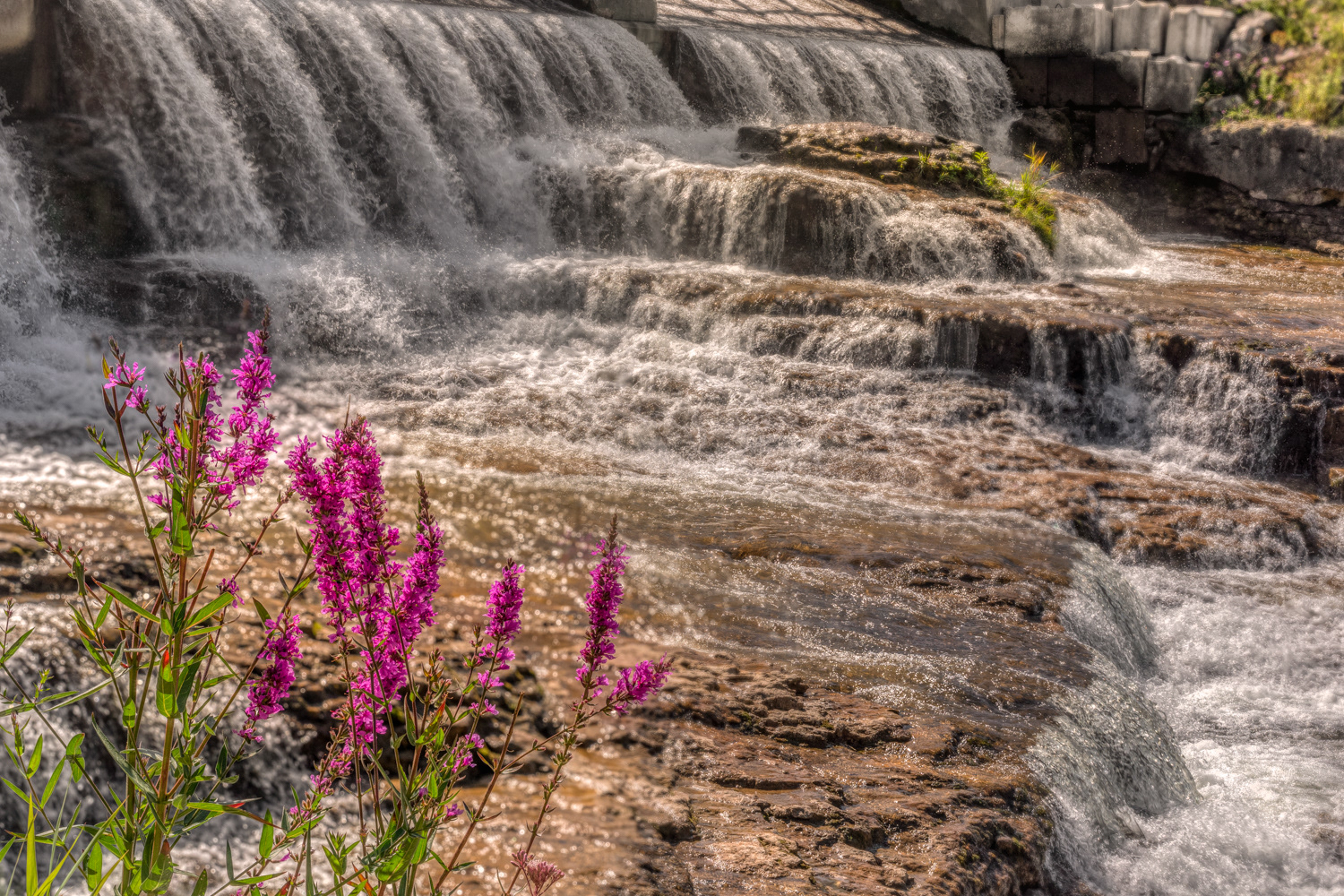 Purple Wildflowers at McGowan Falls © Irwin Seidman