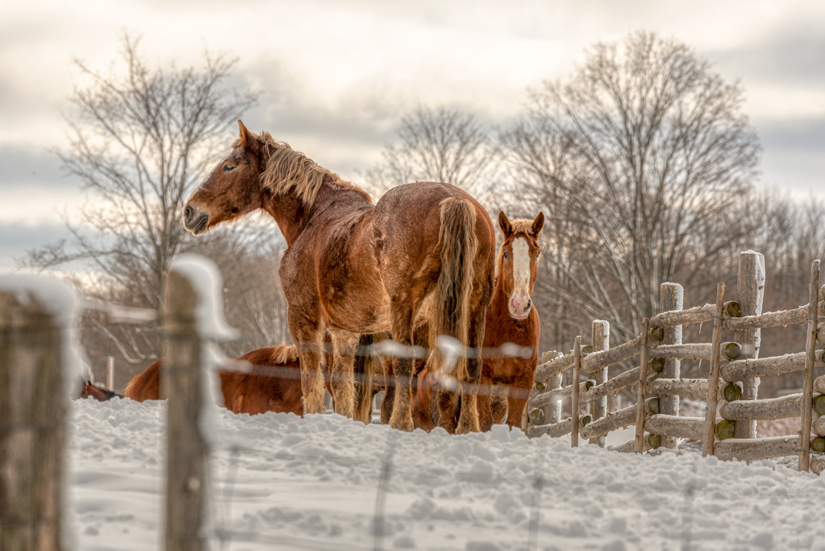 Winter Horses © Irwin Seidman