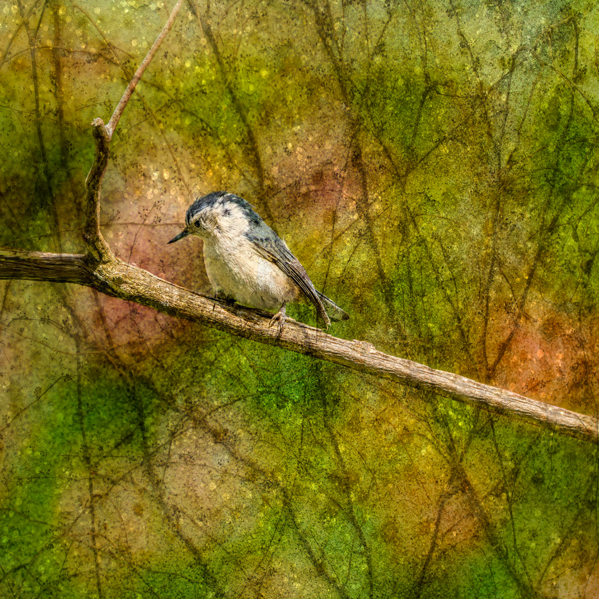 Nuthatch © Irwin Seidman