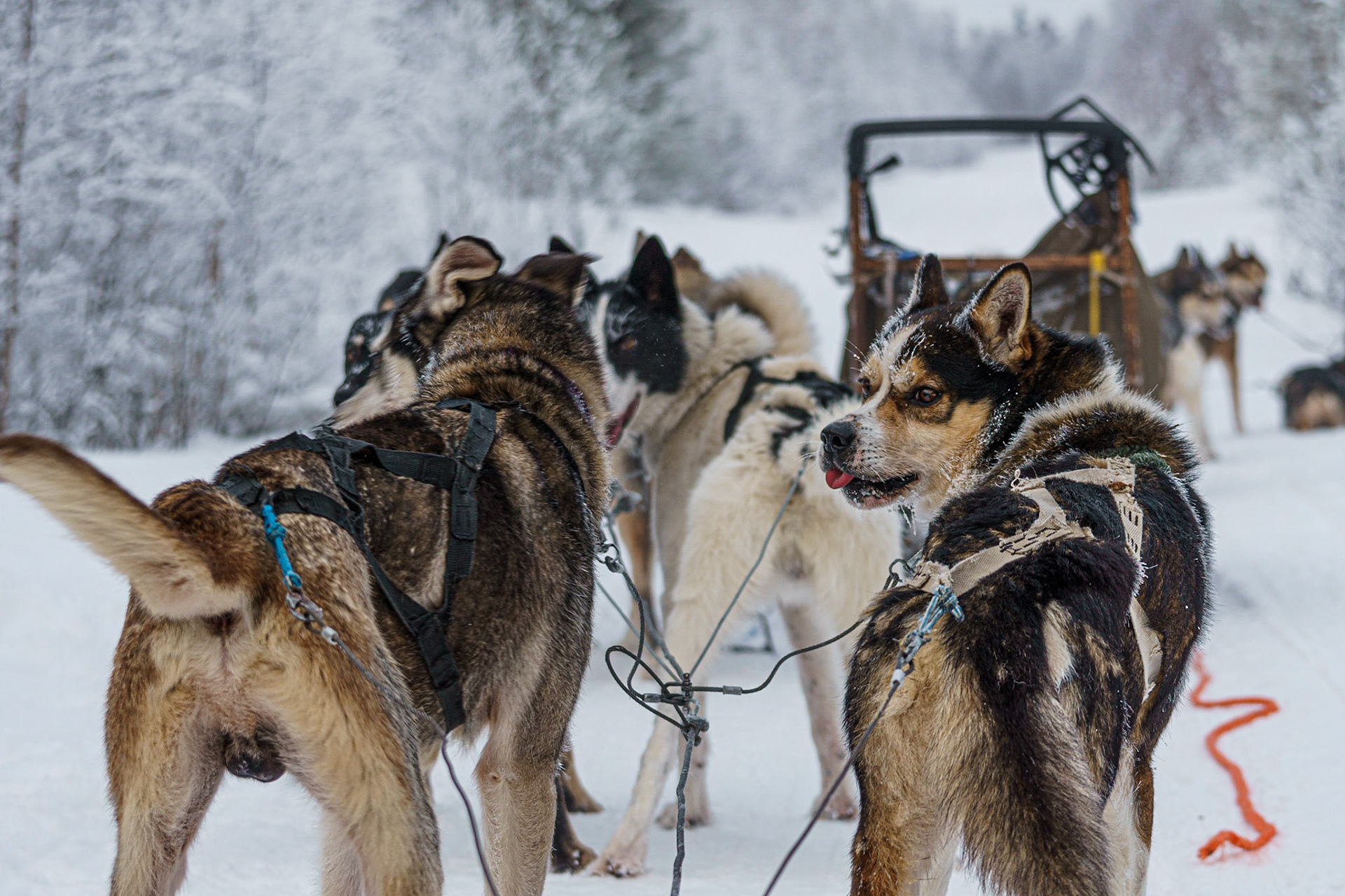 Finland | Husky Trip trough Lapland