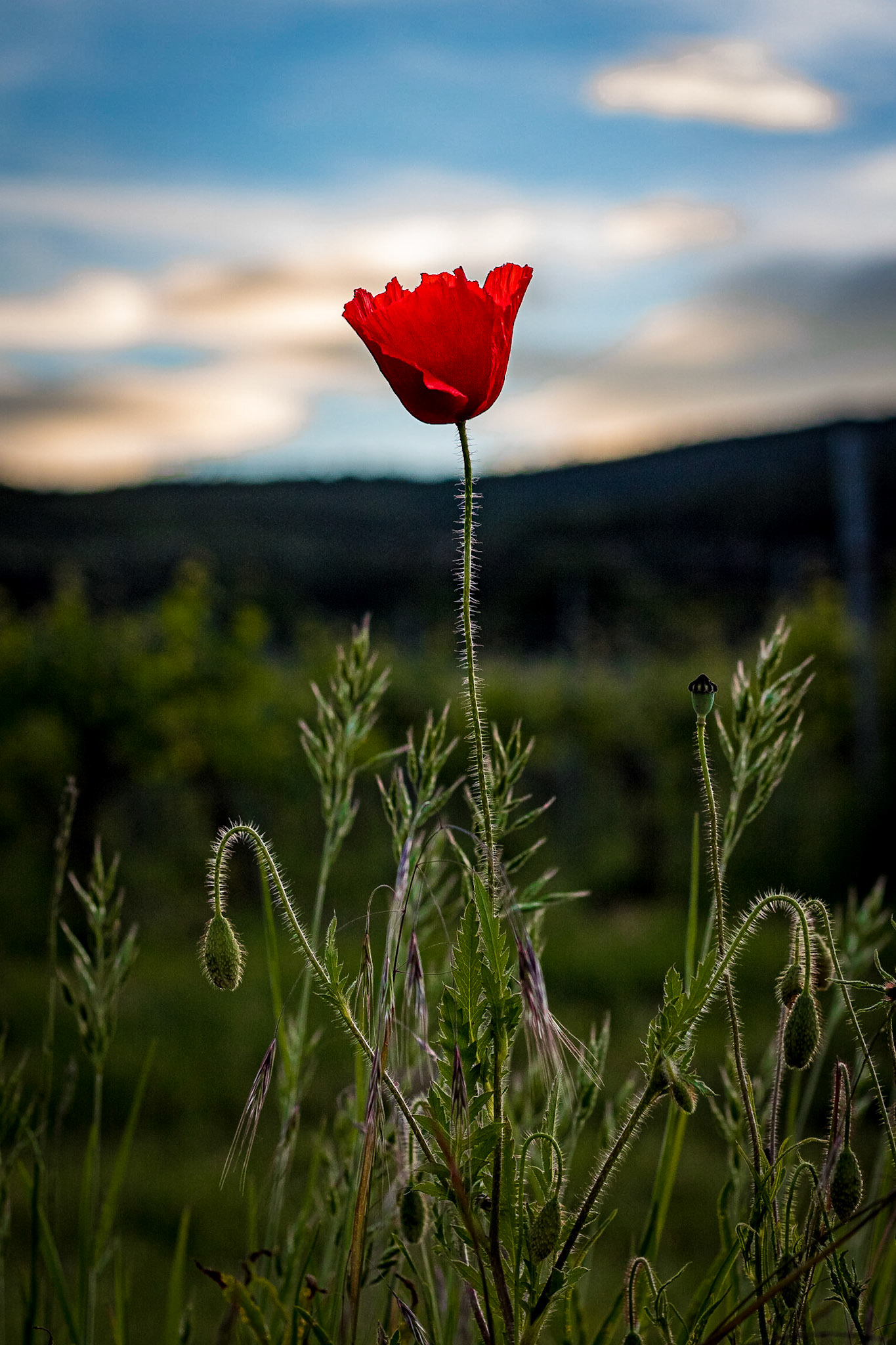 Mohnblume