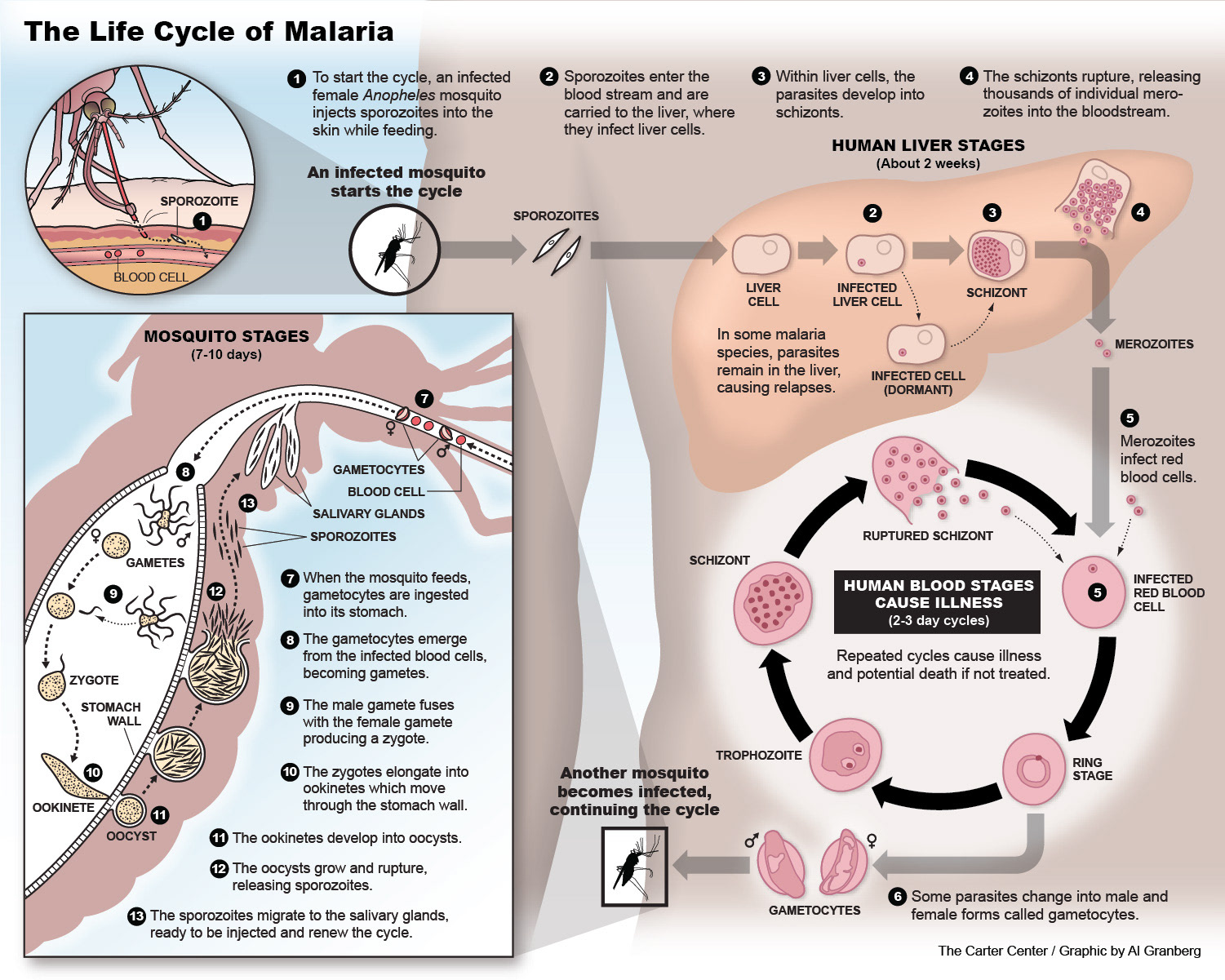 Малярия является антропозоонозом. Life Cycle of малярийный плазмодий. Диаграмма малярия. Заболевание малярией диаграмма.