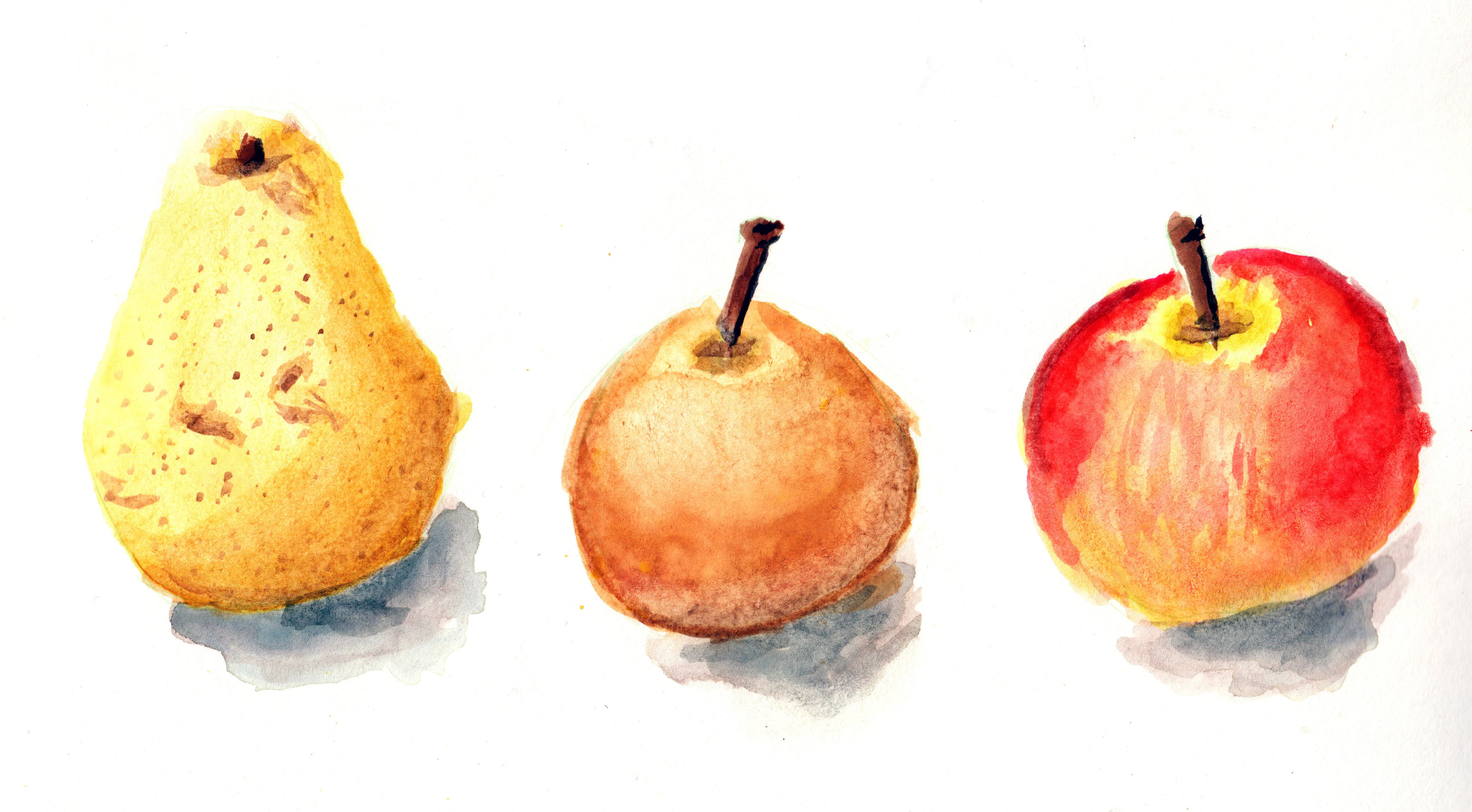 Watercolor of a pear, pearapple, and apple.