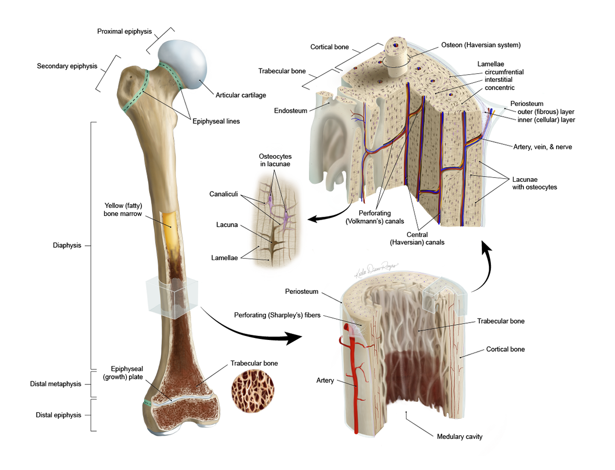 Pediatric bone structure