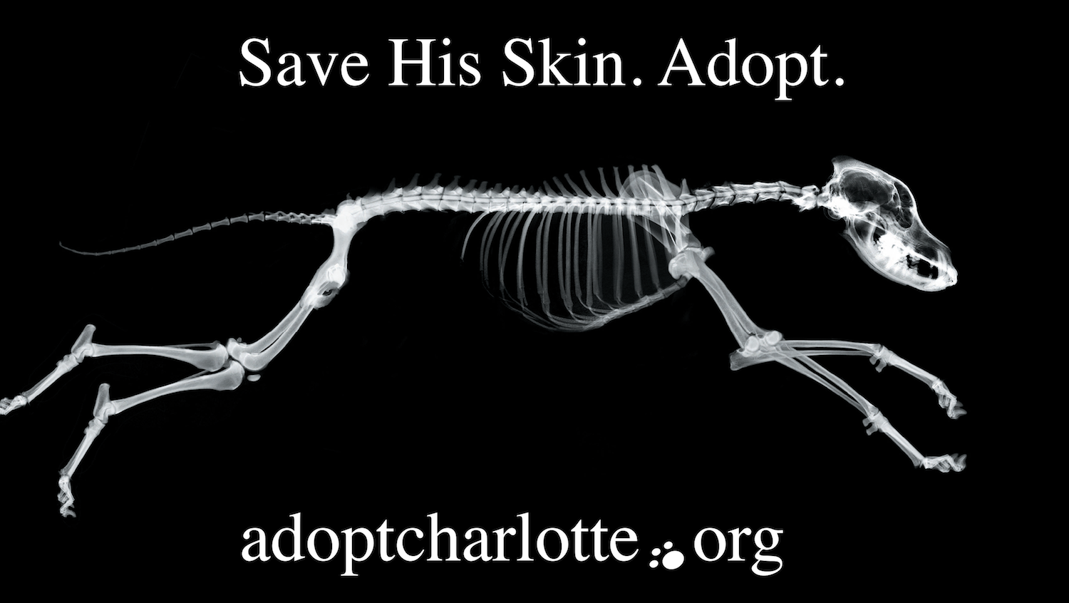 In 2002, a friend who was a regular volunteer at the local animal shelter asked if I would be willing to create a campaign to help reduce Charlotte's embarrassingly high euthanasia rate. At the time it was one of the highest in the US. Of course I said yes and the result was a multi-platform campaign that over the next two years helped drive down the kill rate by 30%, and increase adoptions of pets on death row by 60%. I'm really proud of this campaign because it worked. It also received a bunch of awards, and I was even given a commendation by the Charlotte Chief of Police.