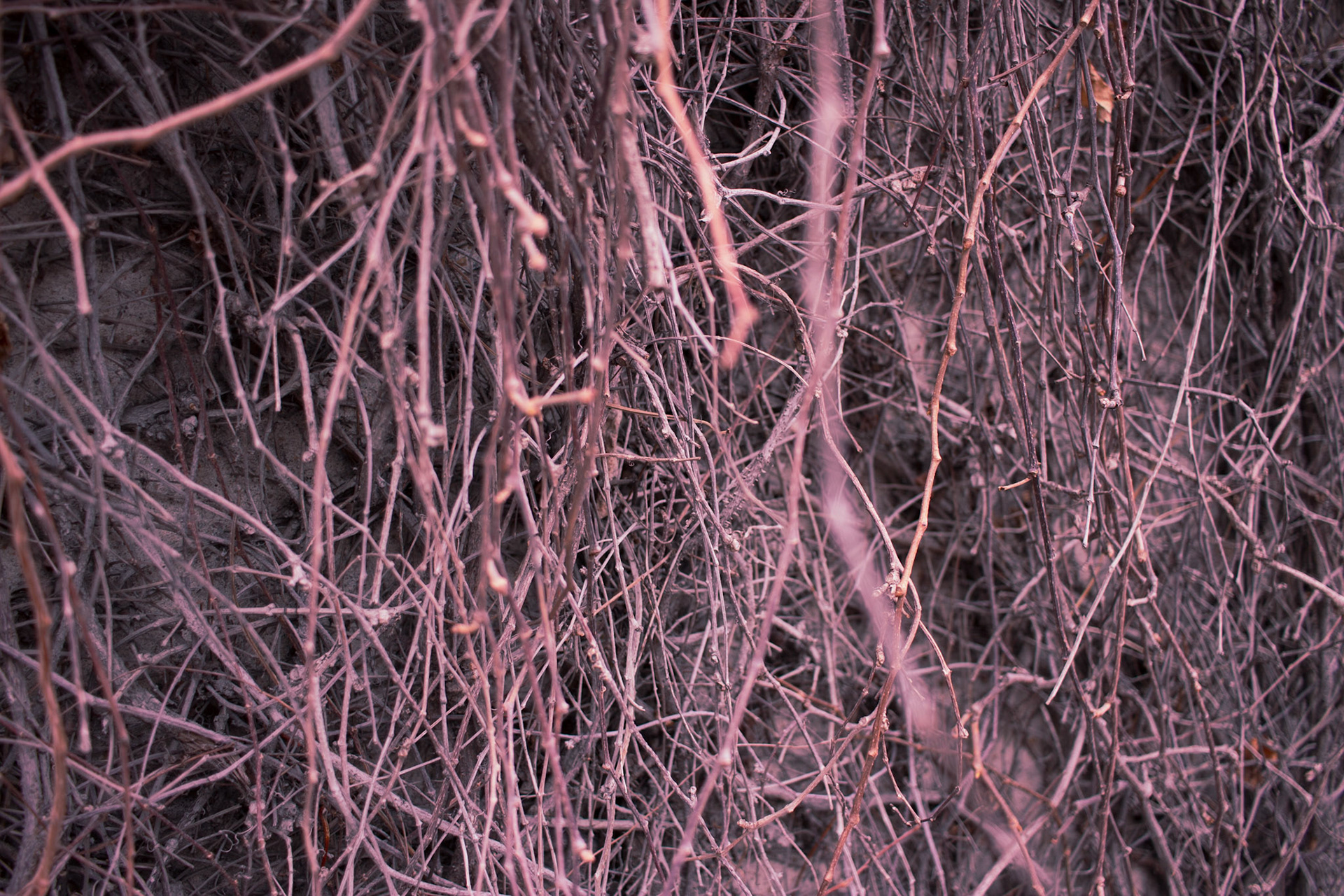These are usually covered in leaves and flowers, but on April 26th they were just waking up from winter hibernation; some of them are still grey and sleeping.