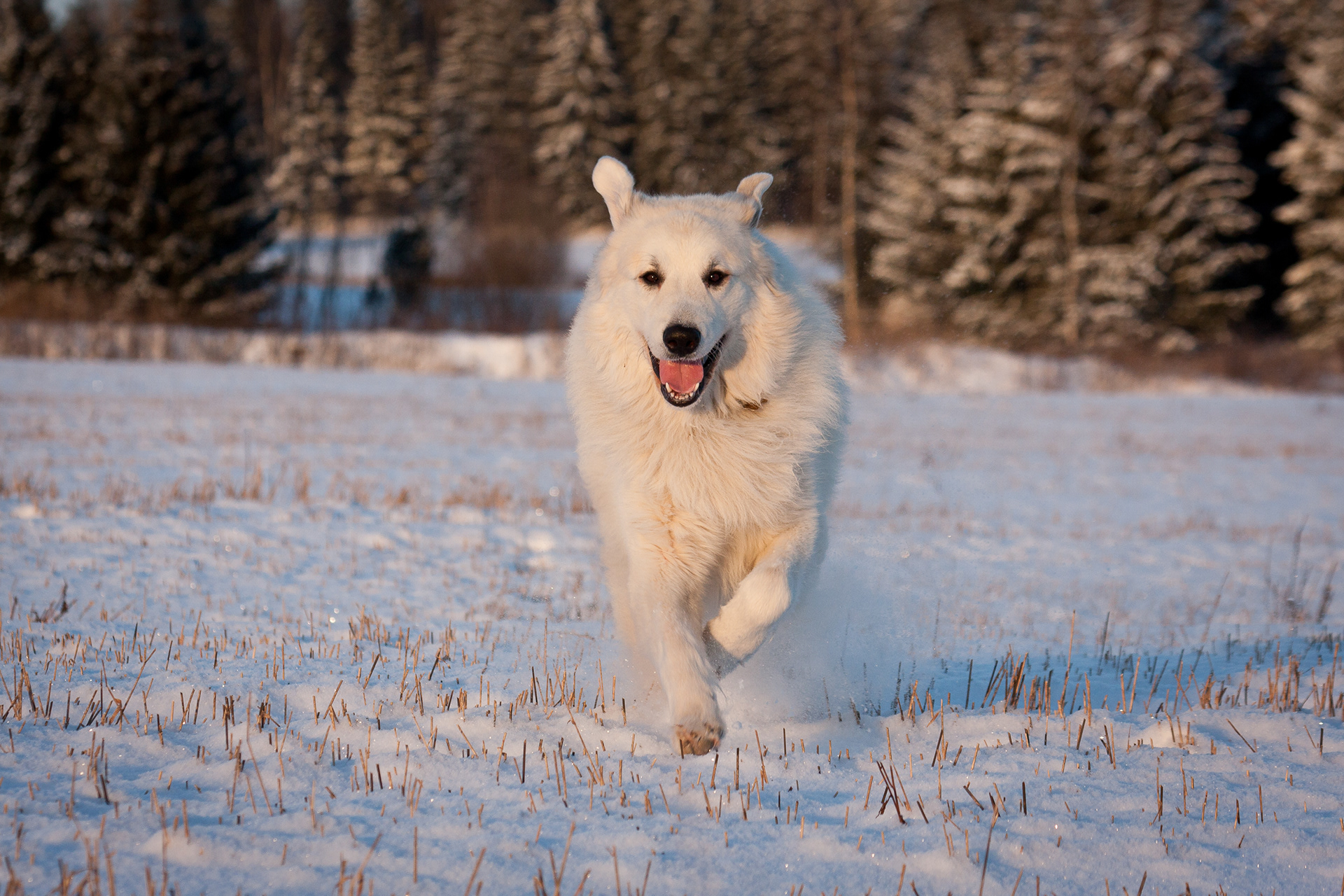 Гора Киносарг – «белая собака»