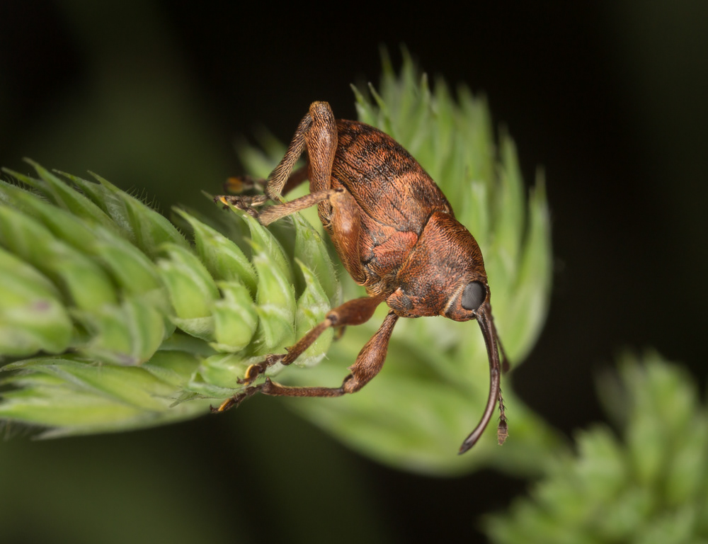 No.157 - Today's foray to Hatfield Forest unearthed a few treasures, such as this stonking Acorn Weevil (Curculio glandium). It's the snoutiest weevil I've seen so far this year - the rostrum is almost as long as the rest of its body. The female Acorn Weevil uses this huge snout to drill a hole into the centre of an acorn, into which she will then lay an egg. The emerged larva eats the acorn and then 'hatches' out of the acorn shell to commence its adult life.