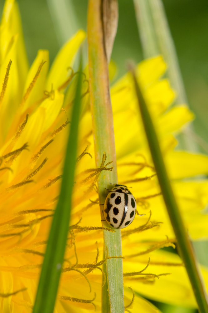No.126 - Another one to tick off the Ladybird list! This is a 16-spot (Tytthaspis sedecimpunctata) and it’s a teeny one, as you can see from the size of the dandelion stamens next to it :) This brings my Ladybird tally up to seven, only another 46 to find! This Ladybird is a veggie, feeding on nectar, fungus and pollen.