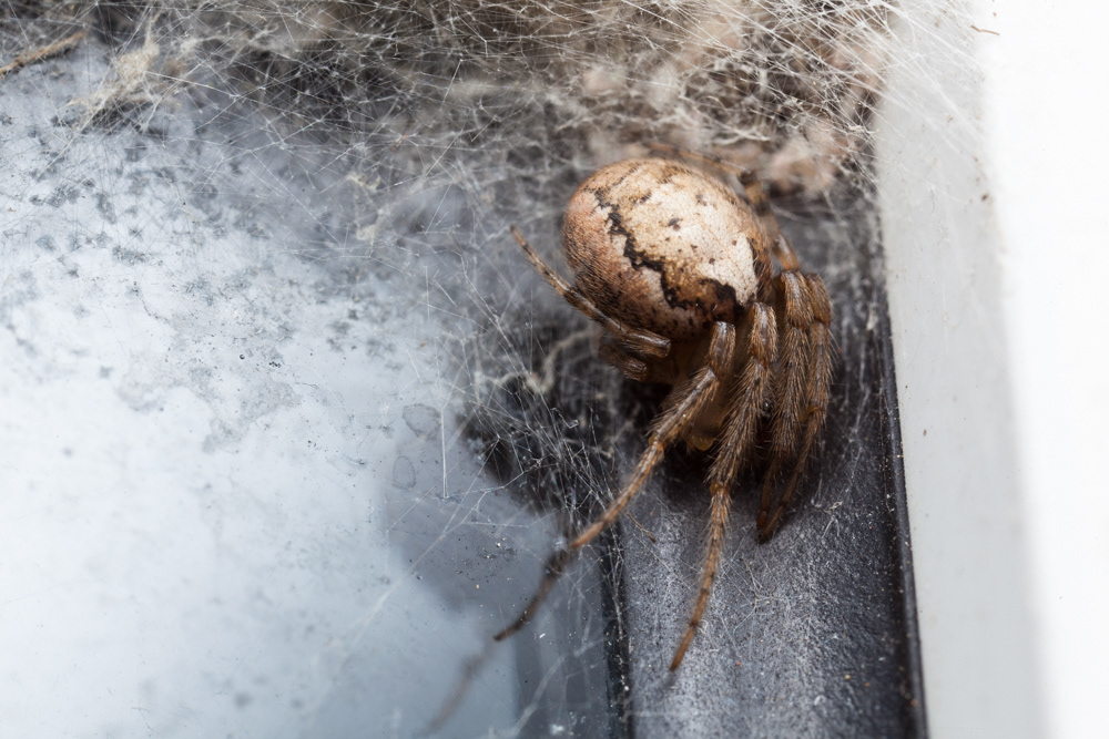 No. 8 - Missing-sector orb-web spider, cuddled up in the window-frame. One of two Zygiella species in the UK, this is probably Z. x-notata (typical window-frame and building dwellers) This female is guarding her egg sacs - you can just see her giving me the beady eye between those long legs...