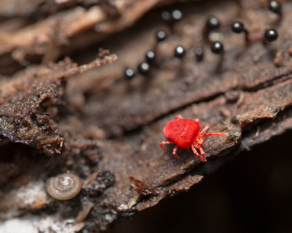 No.35 - This was a particularly busy rotting log. Hard to miss the mahoosive Velvet Mite (Trombidium sp.) in the most spectacular shade of red. Also found loads of tiny glass snails and the extraordinary fungi (corr. Slime mould) in the background, which I though were eggs at first...