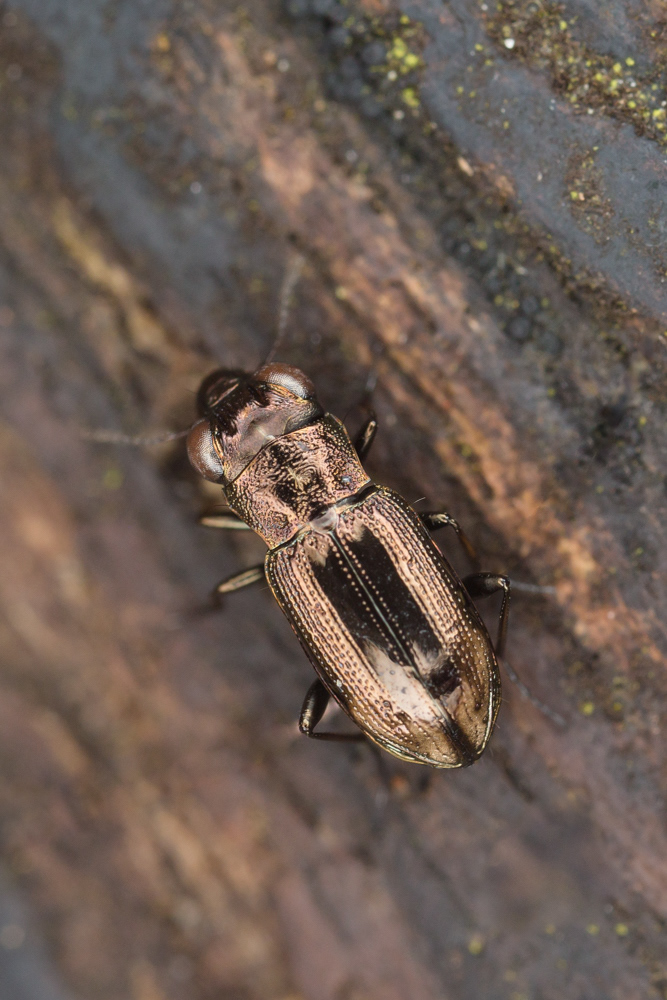 No.28 - I found treasure! This Notiophilus sp. is an outstanding shiny bronze ground beetle. I ignored it at first because it’s so tiny and I didn’t see the metallic sheen. Fired two shots on it, checked my exposure and when I looked back it was gone. New favourite for 2018. Awesome awesome awesome.