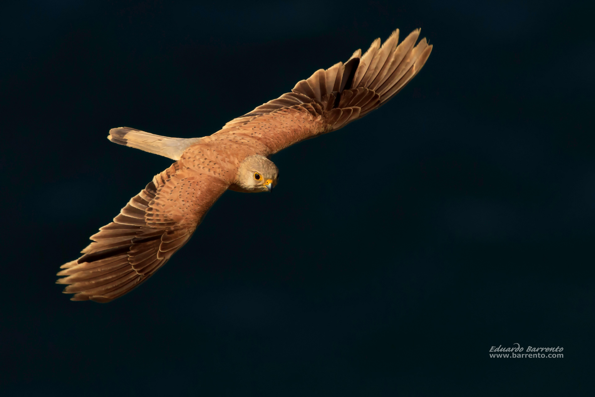 Peneireiro. The common kestrel (Falco tinnunculus)
