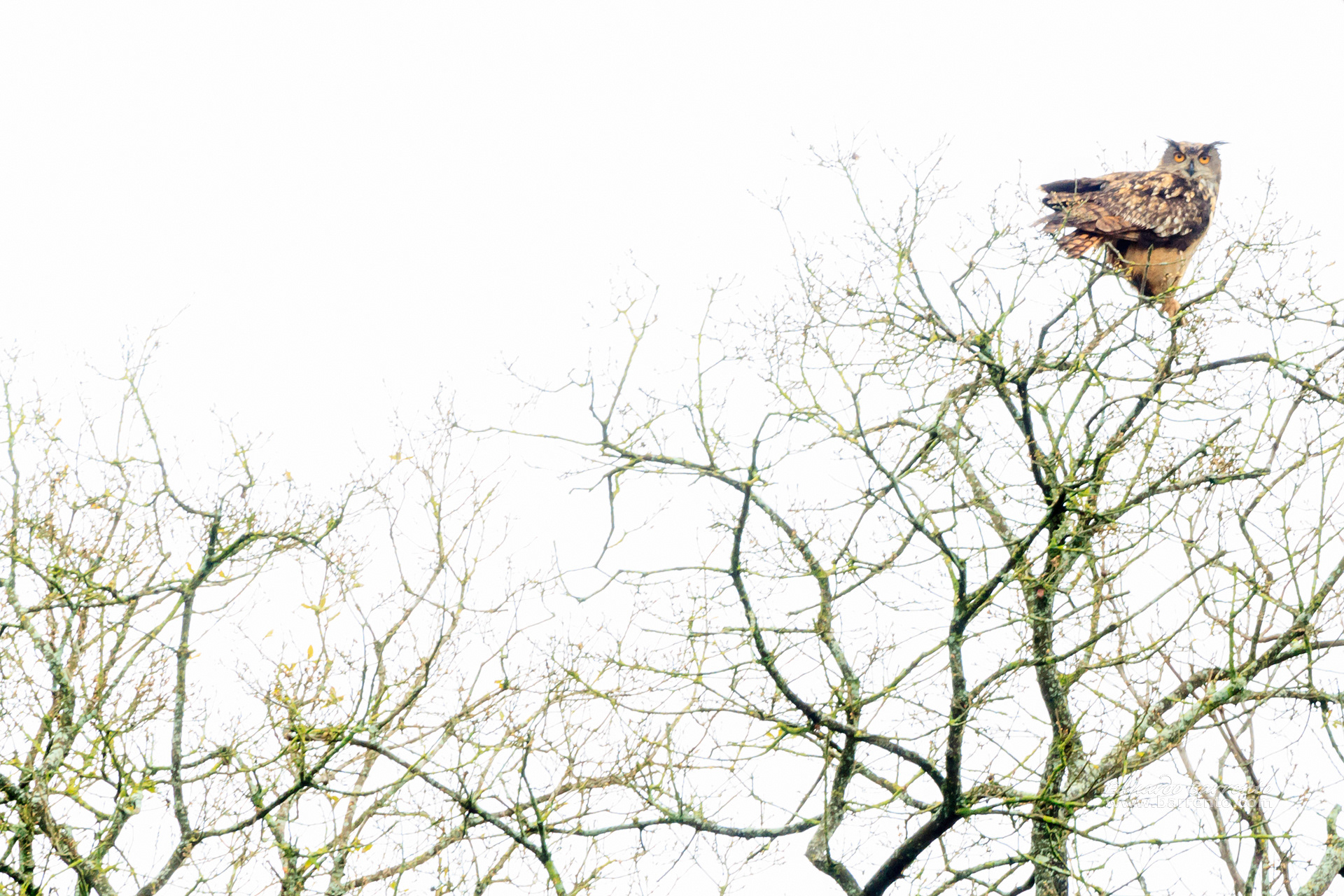 Bufo-real (Bubo bubo). The Eurasian eagle-owl