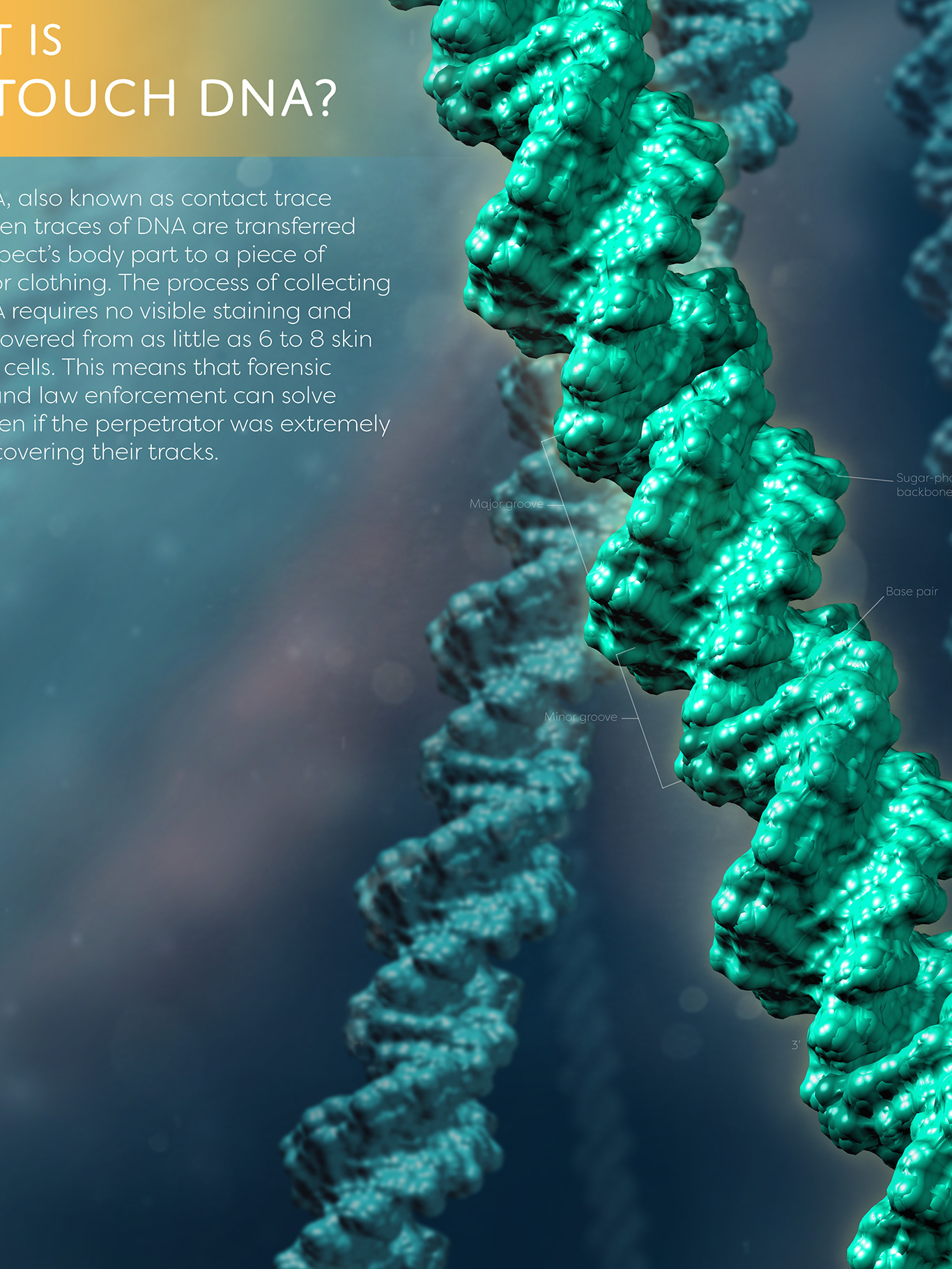 sierra-snipes-bfa-senior-thesis-touch-dna