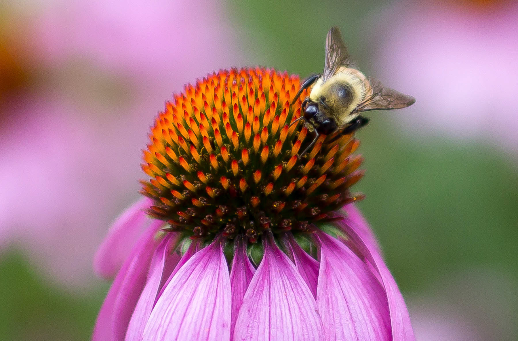 Bee and Flower at Centre Island, Ontario, Canada 2013