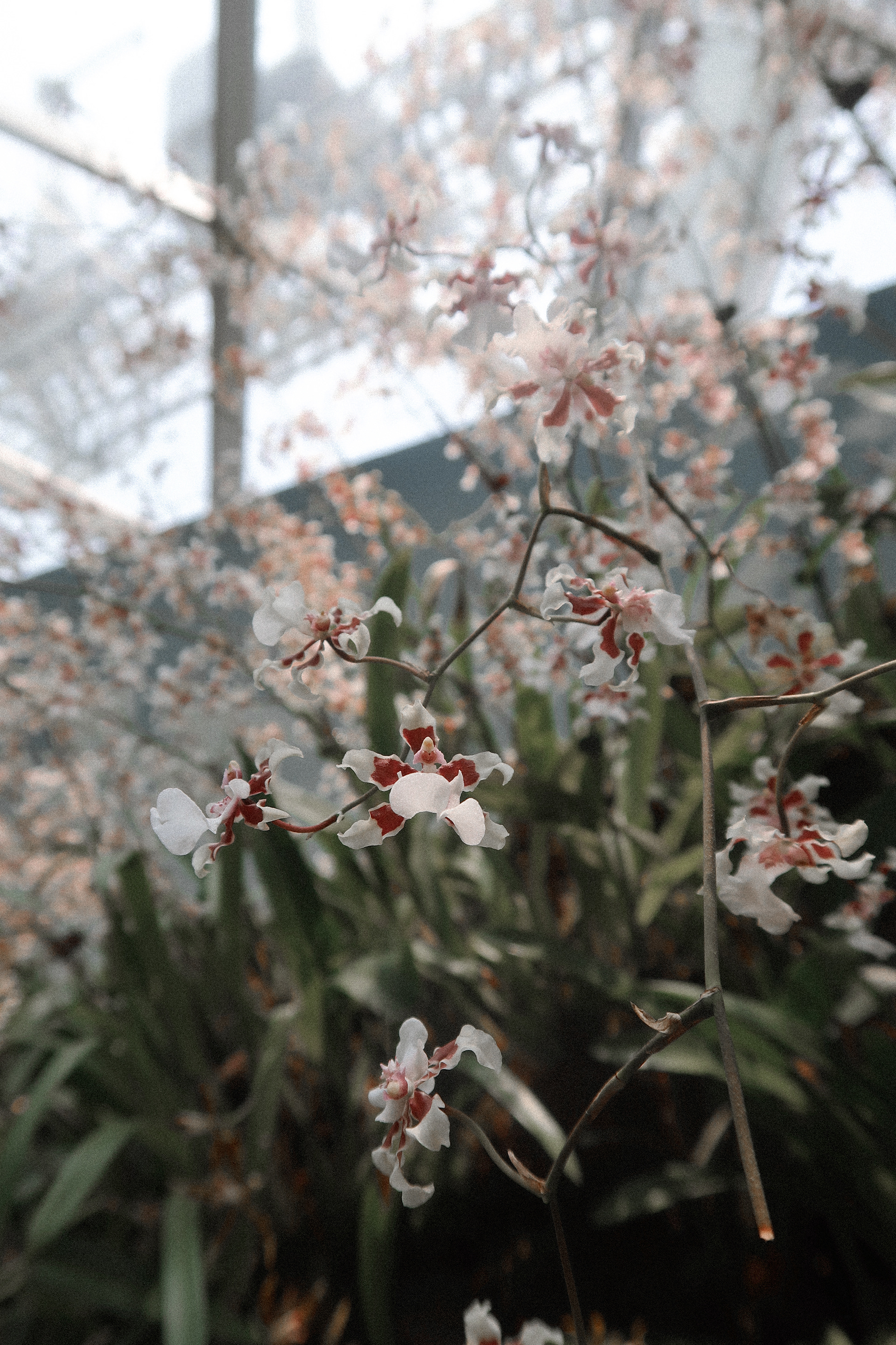 FLOWER DOME, GARDENS BY THE BAY, SINGAPORE