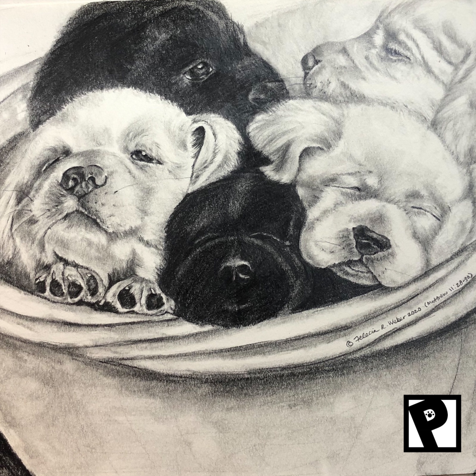 Pet Portraiture (Graphite Pencil)
