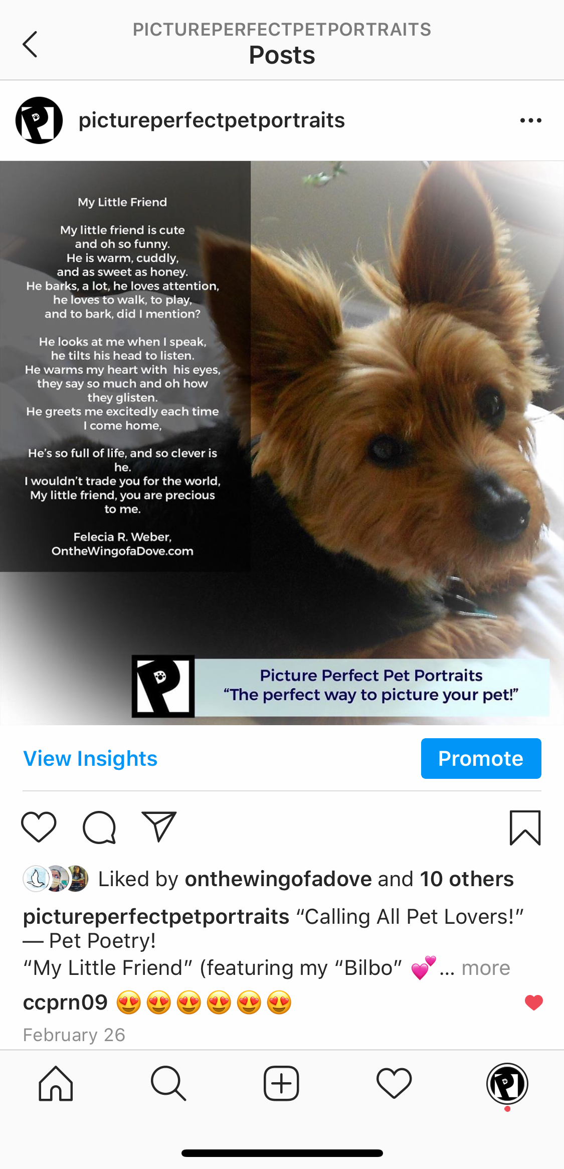 Picture Perfect Pet Portraits - Instagram