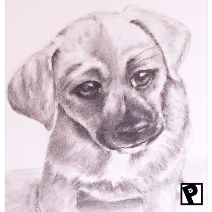 Pet Portraiture (Graphite Pencil)