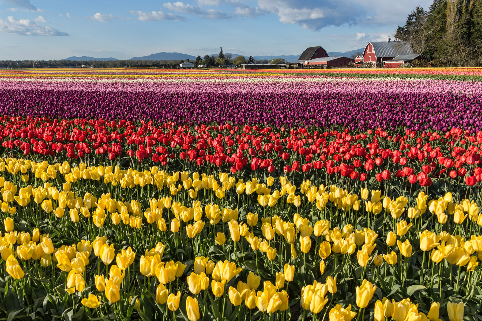 Mark Pouley - Skagit Valley Tulips