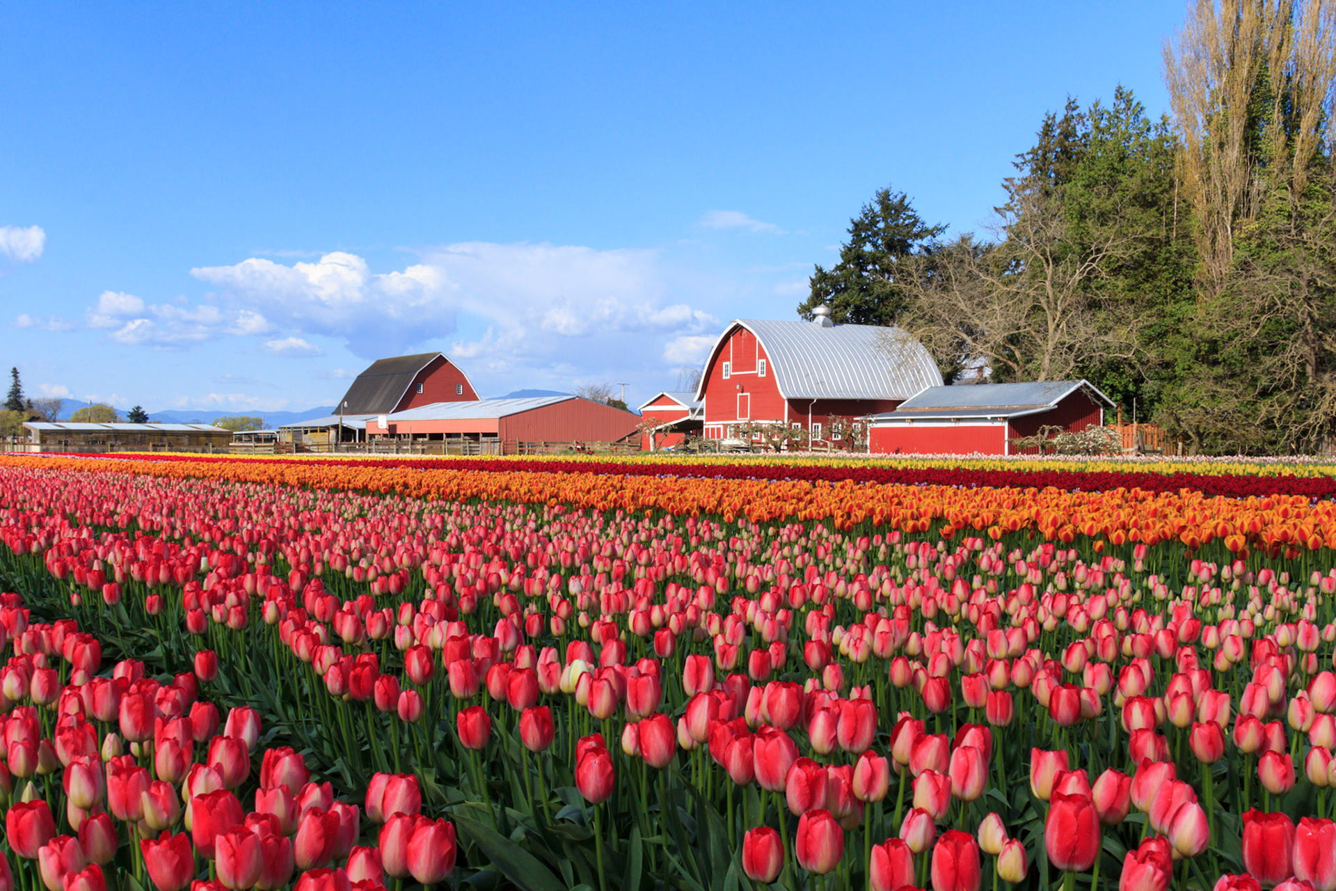 Mark Pouley - Skagit Valley Tulips