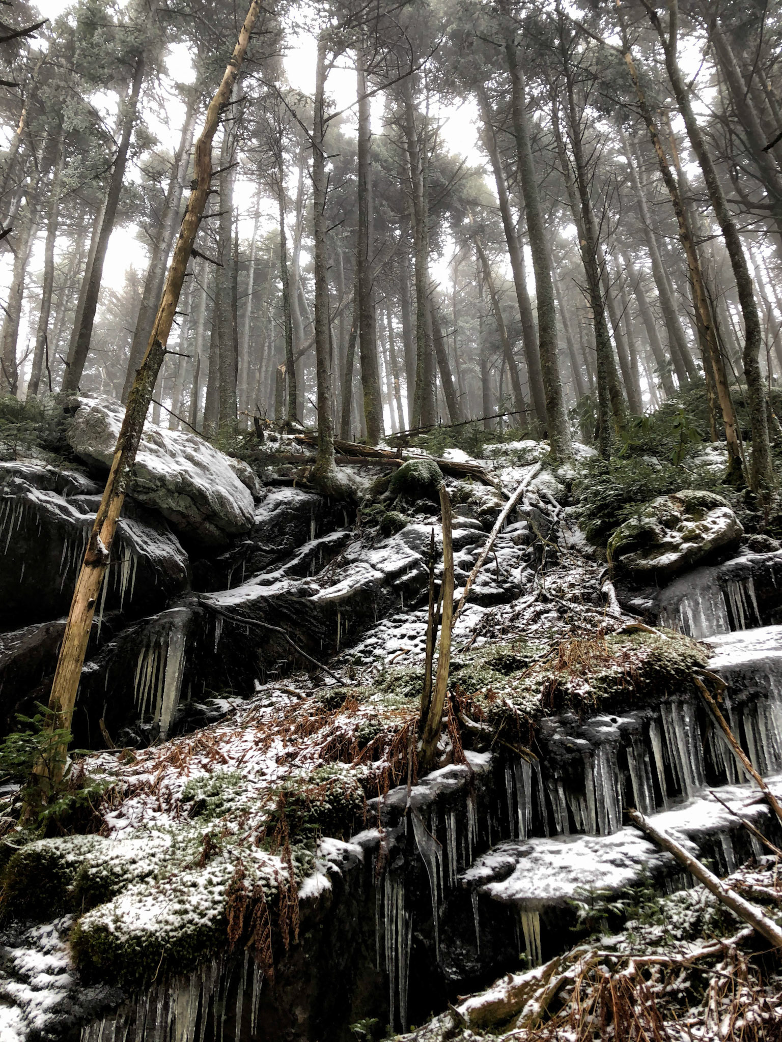 Climbing Roan Mountain