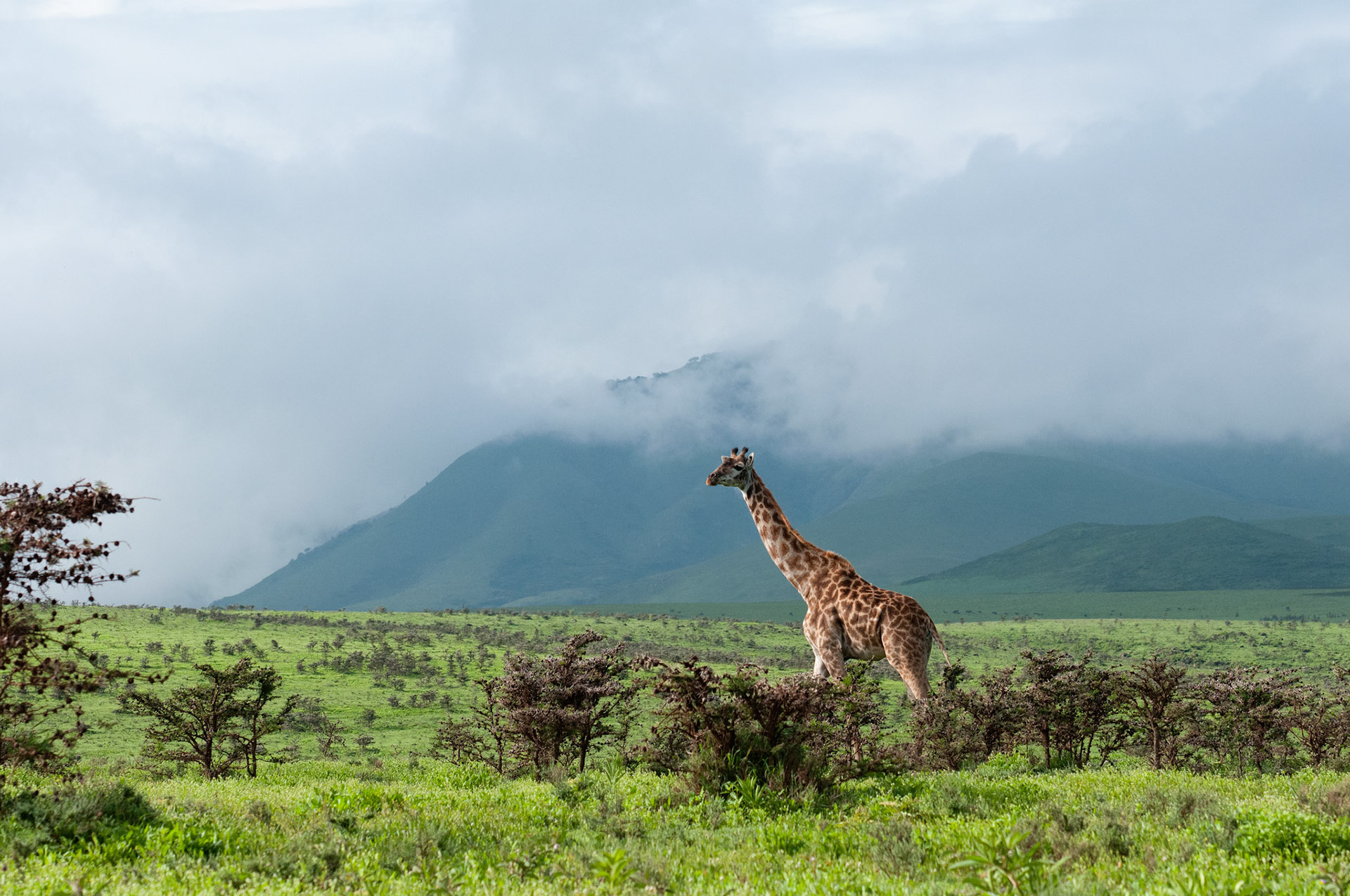 Lone Giraffe - Serengeti National Park, Tanzania