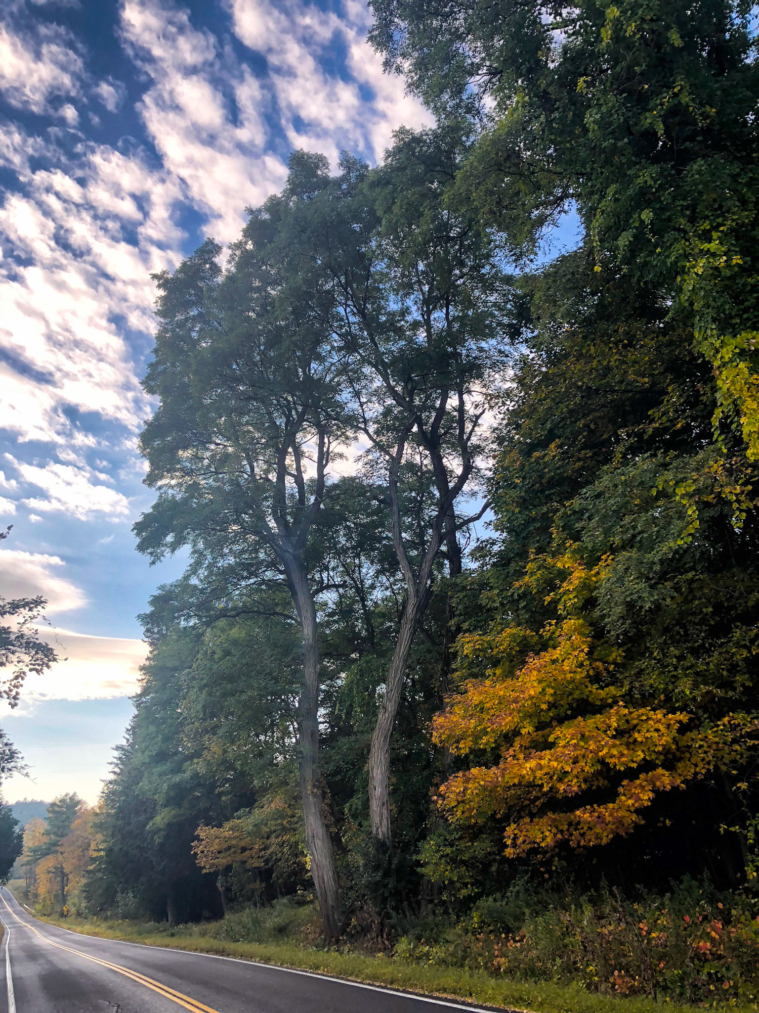 Twin Trees - Port Douglas, NY
