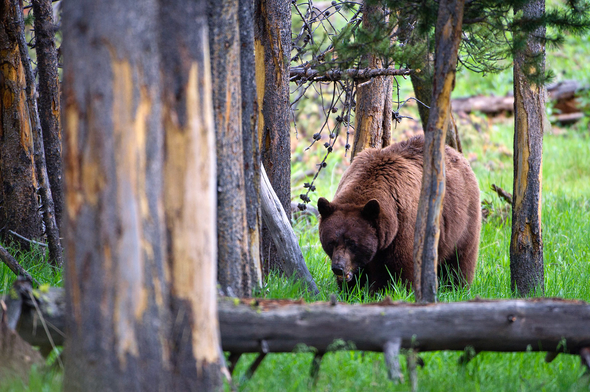 Hayden Valley Bear - Yellowstone National Park, Wyoming