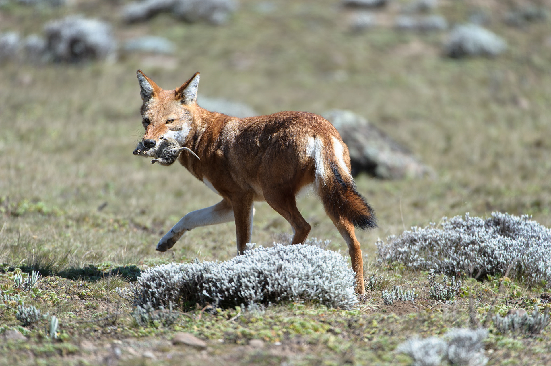 Ehiopian Wolf Dinner - Sanetti Plateau, Bale Mountain National Park, Ethiopia