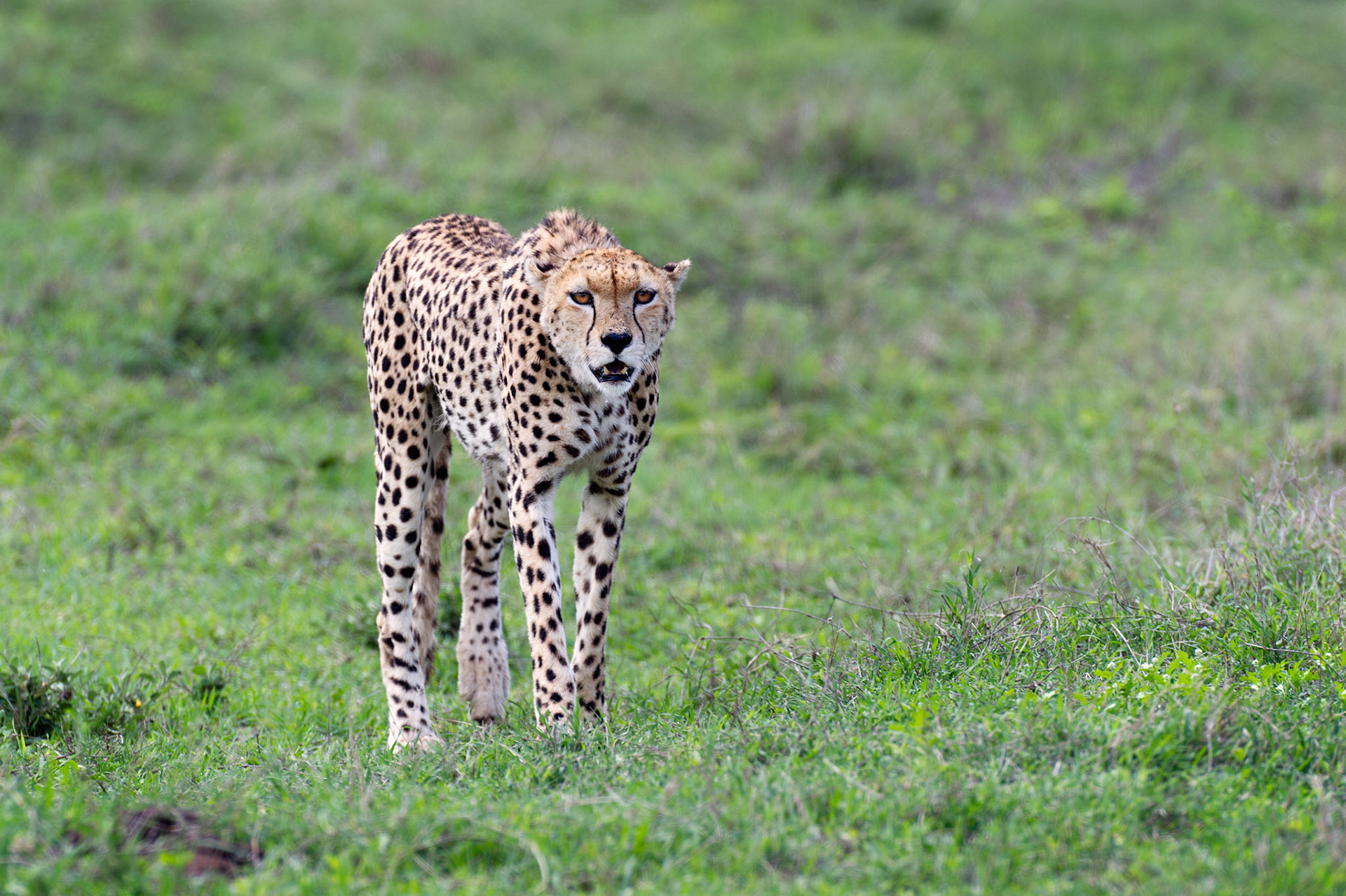 Cheetah - Ngorongoro Crater National Park, Tanzania