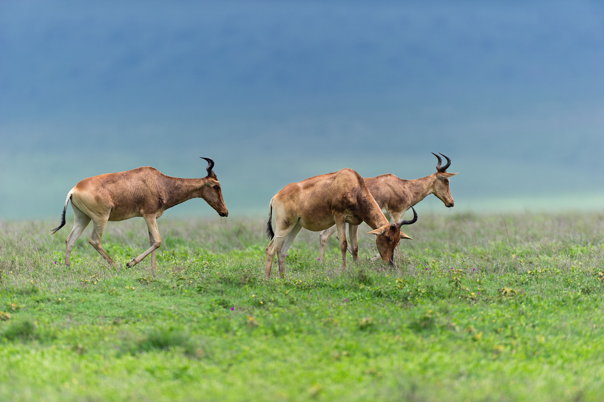 Hartebeest - Ngorongoro Crater National Park, Tanzania