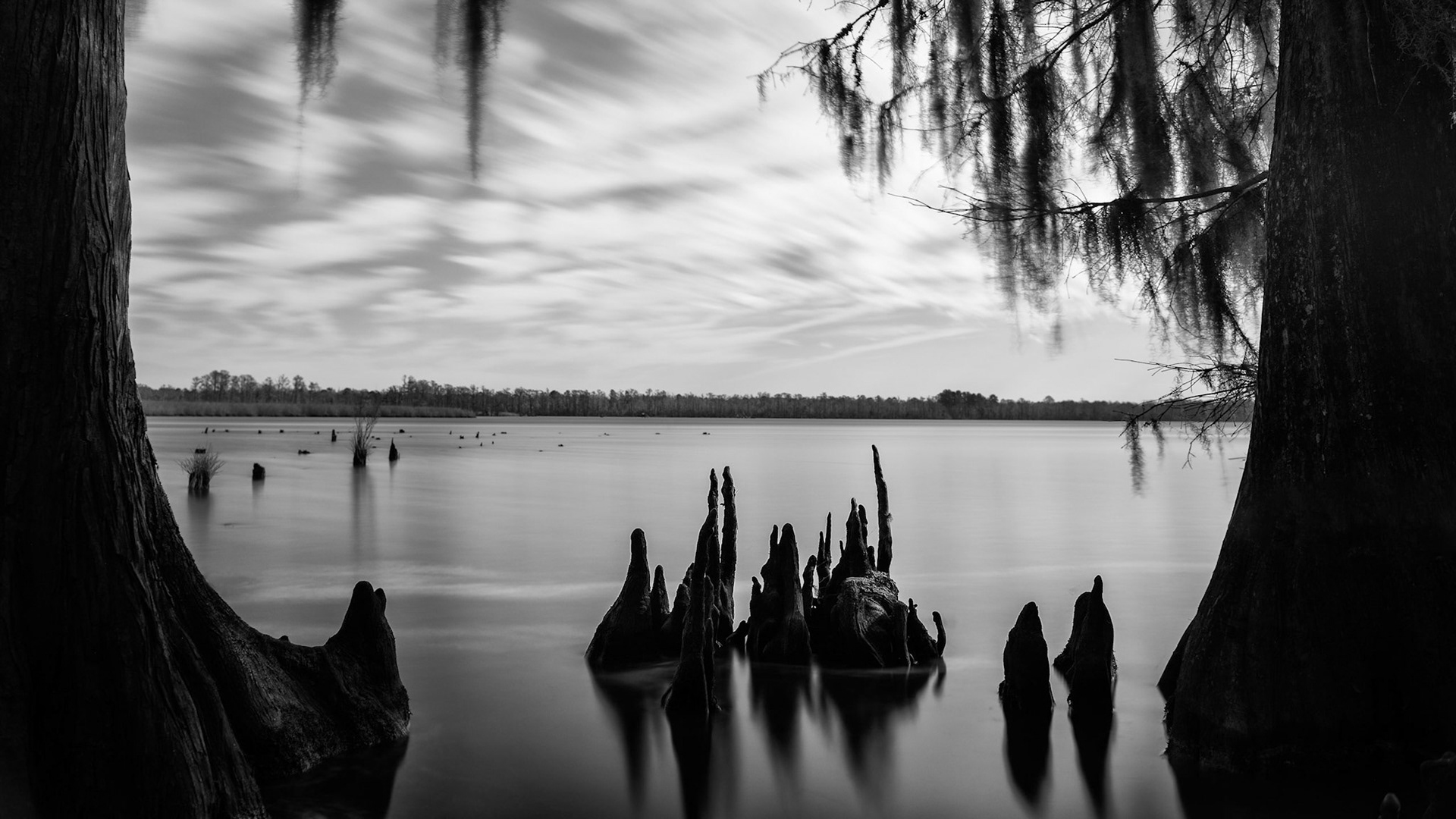 Cypress Knees - Bachelor Creek, North Carolina