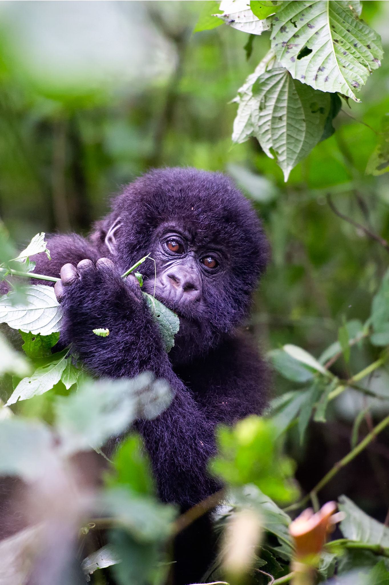 Baby Mountain Gorilla 2 - Nord-Kivu, Democratic Republic of Congo