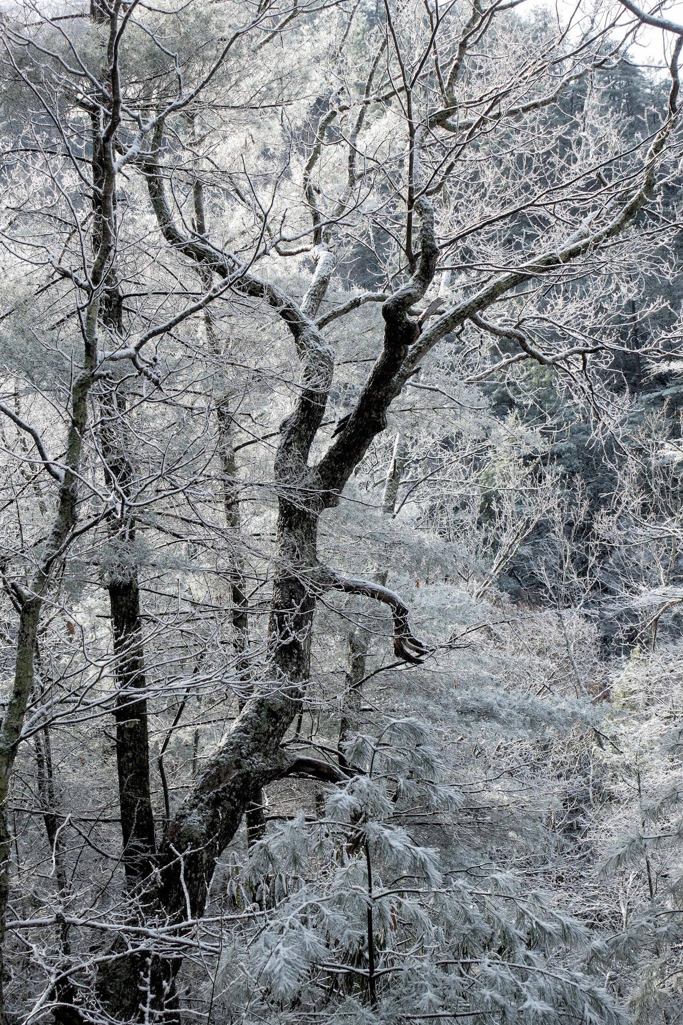 Snow, Ice and Dropping Temperatures