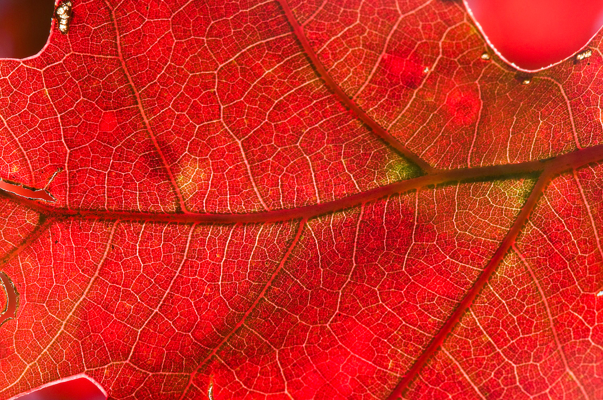 Veins - Sand Hills, North Carolina
