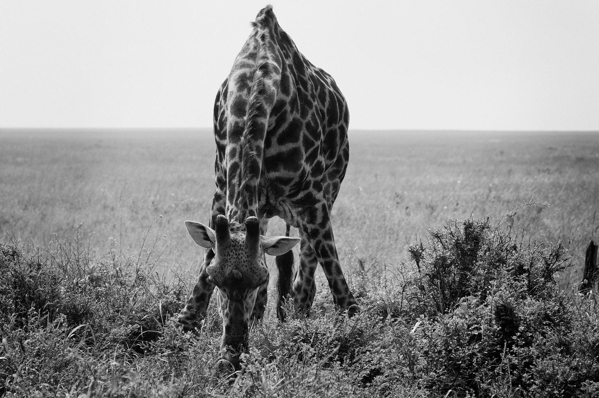 Drinking Giraffe - Serengeti National Park, Tanzania