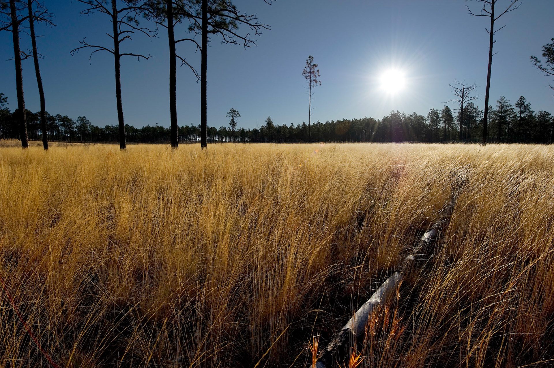 Sunrise in the Meadow - Sandhills, North Carolina