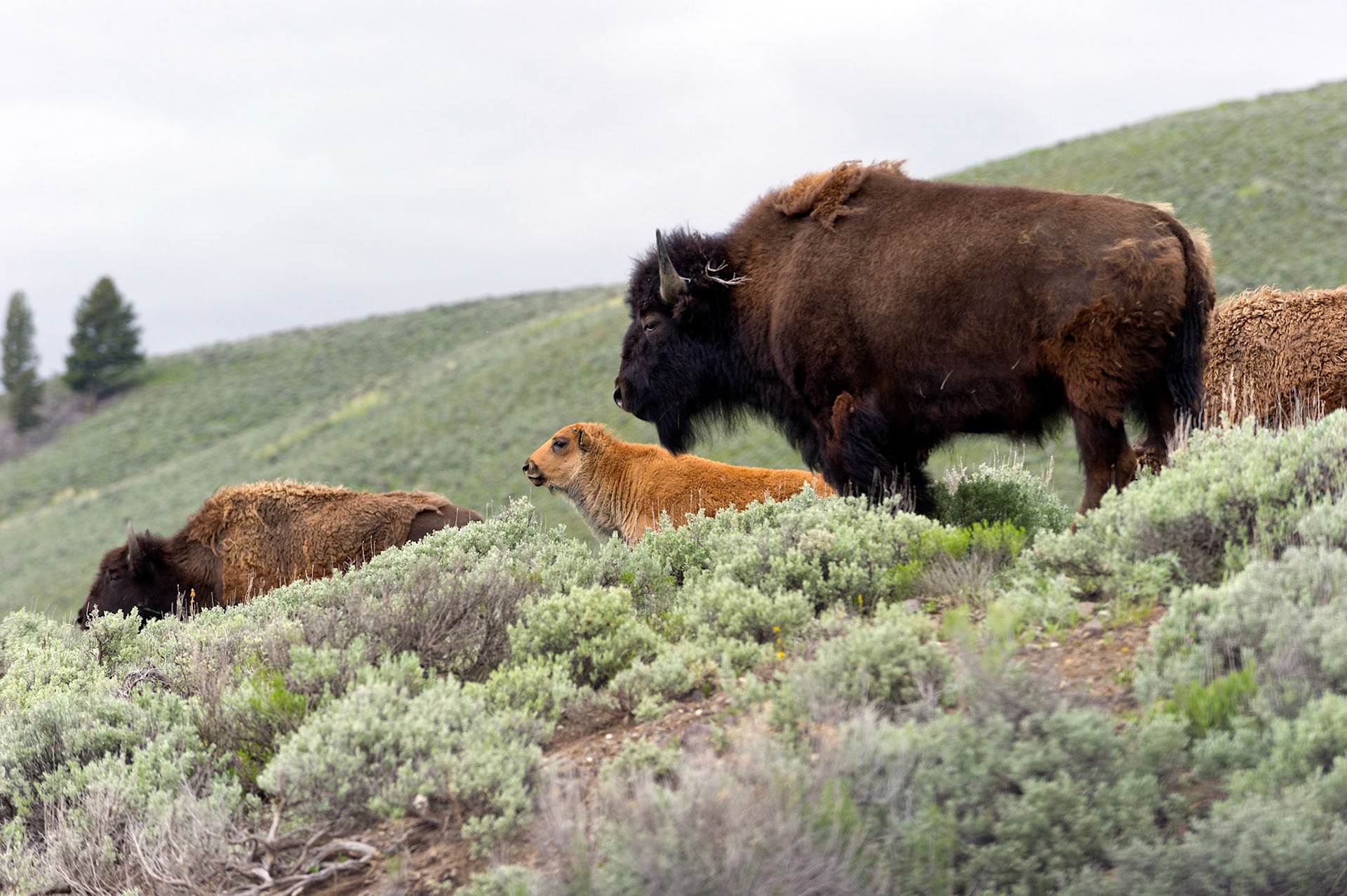 Mother and Calf Lamar Valley - Yellowstone National Park, Wyoming