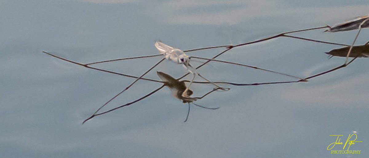Okavango, Namibia, Africa