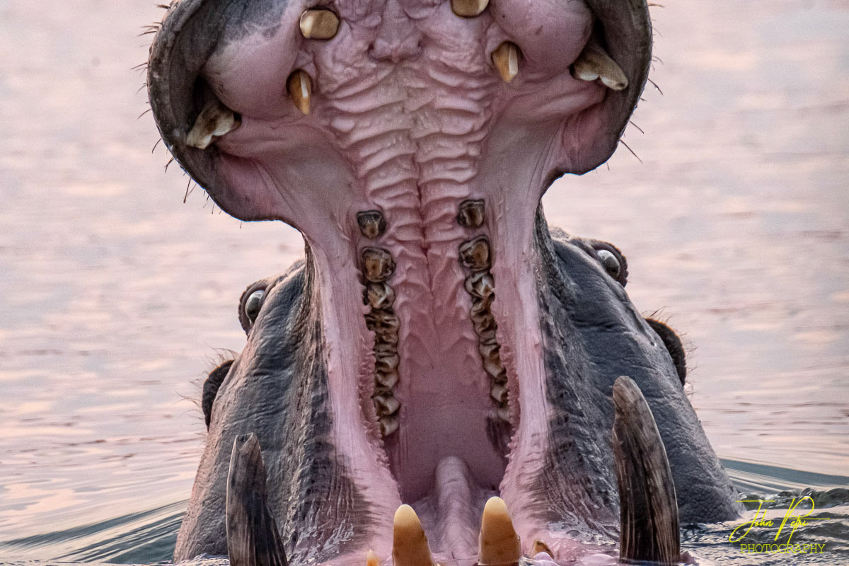 Okavango, Namibia, Africa