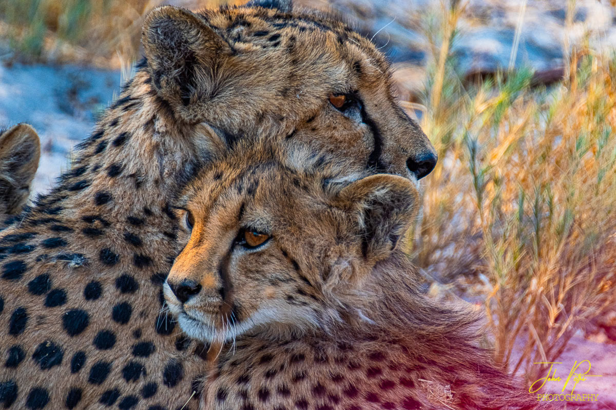 Etosha National Park, Namibia, Africa