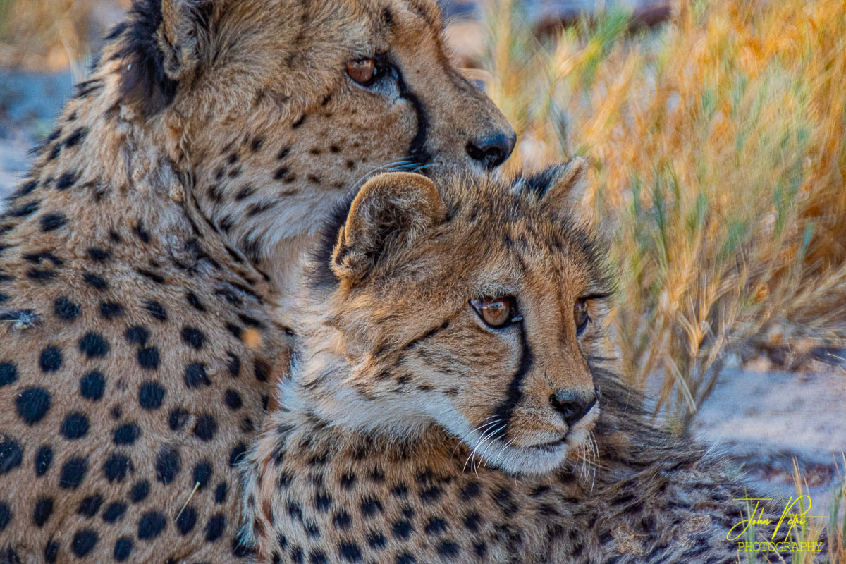 Etosha National Park, Namibia, Africa