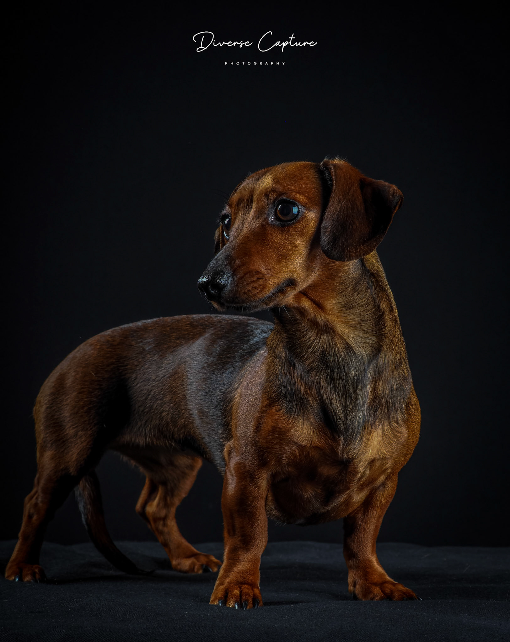 Pet Portrait photographer Sudbury, Suffolk